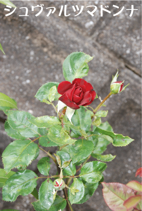 f:id:rotling:20100607231623g:image