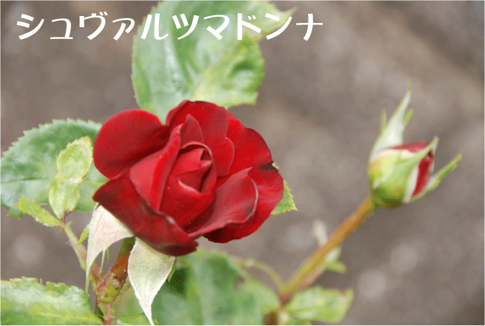 f:id:rotling:20100607231624g:image