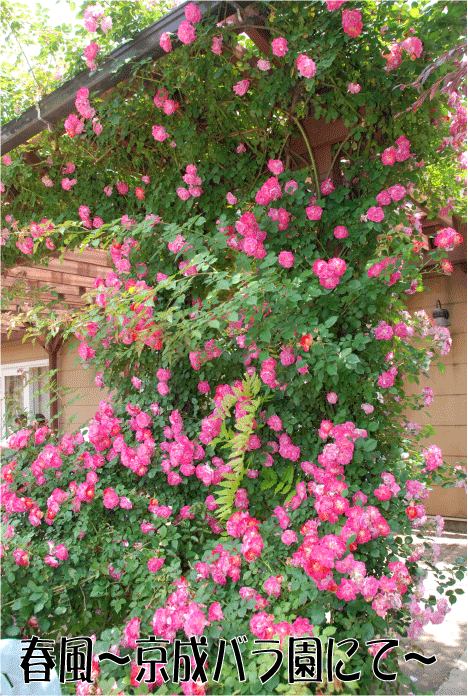 f:id:rotling:20100608092759g:image