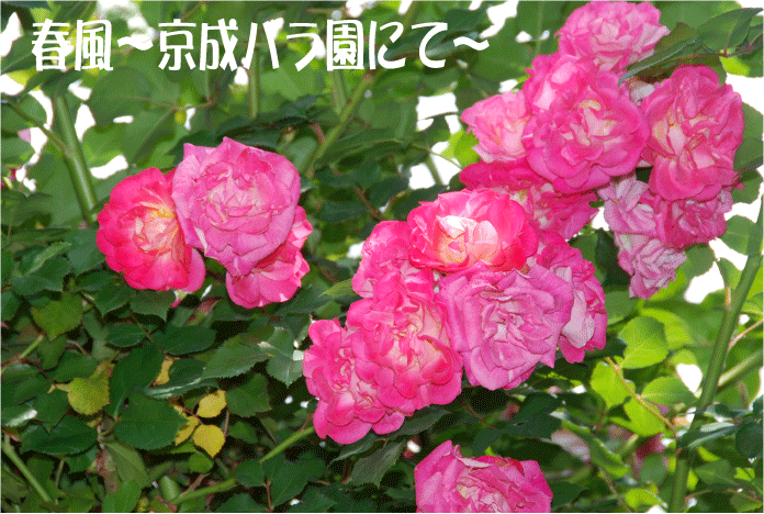 f:id:rotling:20100608092800g:image