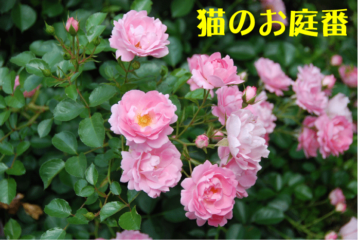 f:id:rotling:20100610155545g:image