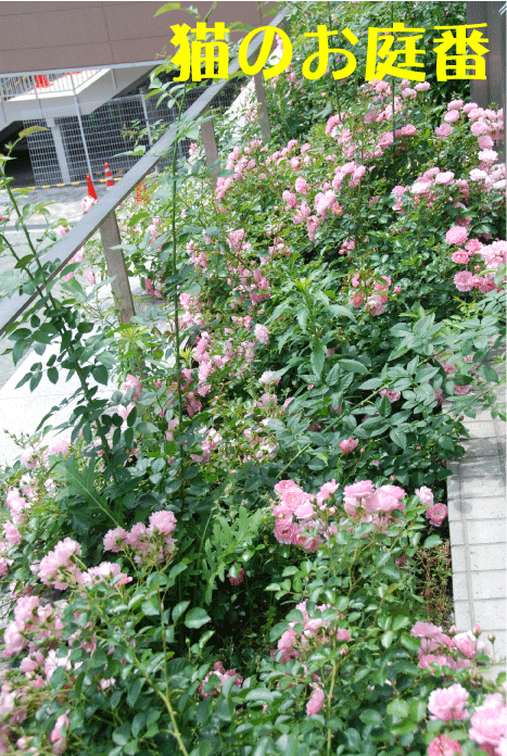 f:id:rotling:20100610155546g:image