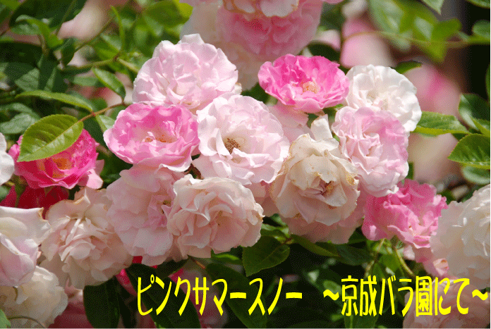 f:id:rotling:20100610170346g:image