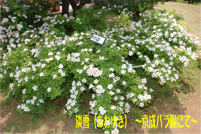 淡雪 京成バラ園にて お庭番 走る