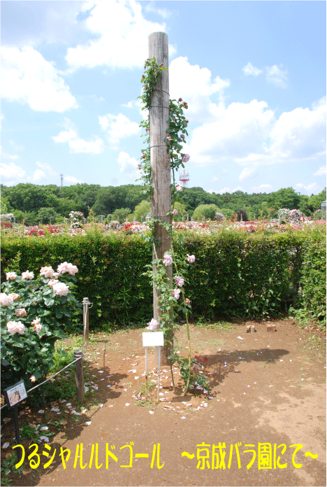 f:id:rotling:20100611095215g:image