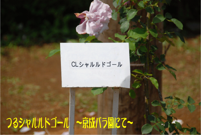 f:id:rotling:20100611095216g:image