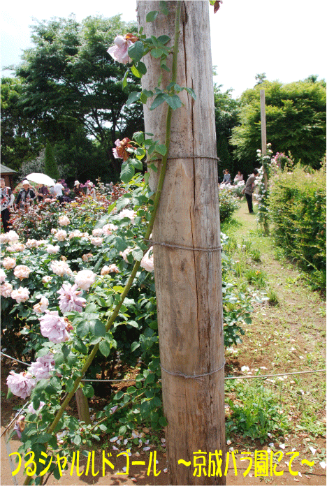 f:id:rotling:20100611095217g:image