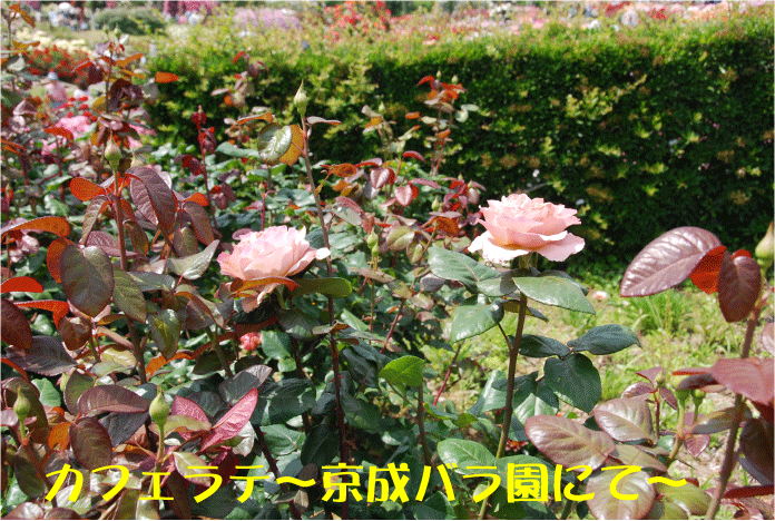 f:id:rotling:20100612115317g:image