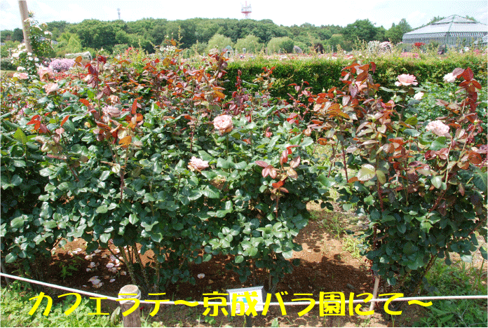 f:id:rotling:20100612115318g:image
