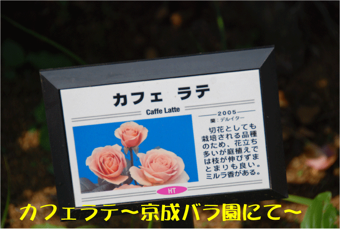 f:id:rotling:20100612115319g:image