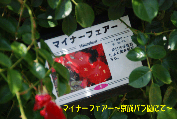f:id:rotling:20100612115321g:image