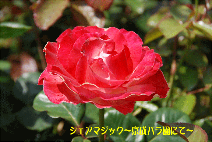 f:id:rotling:20100612115326g:image