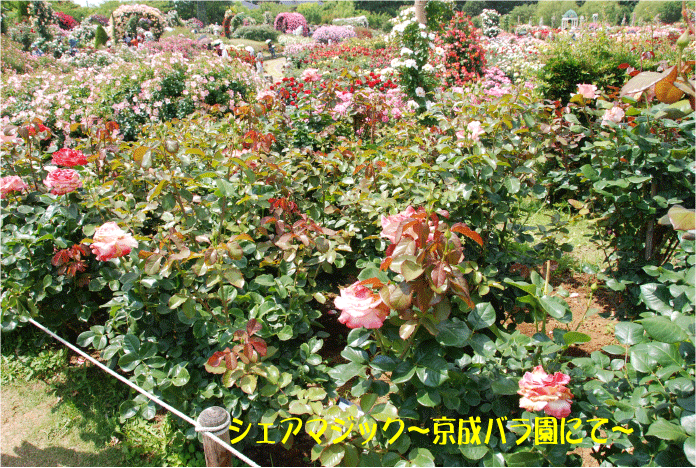 f:id:rotling:20100612115327g:image