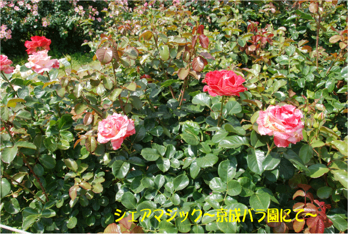 f:id:rotling:20100612115328g:image