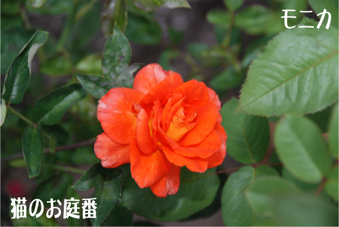 f:id:rotling:20100613112800g:image