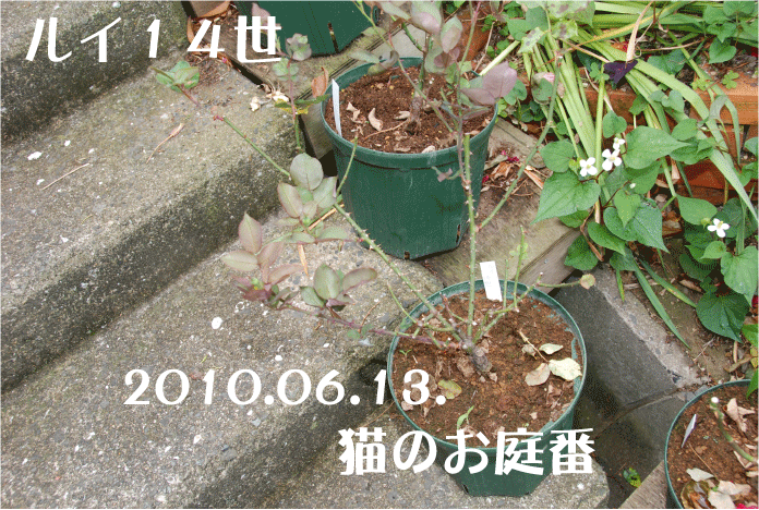 f:id:rotling:20100613122752g:image