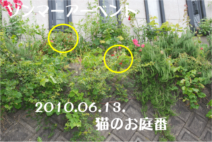 f:id:rotling:20100613122811g:image