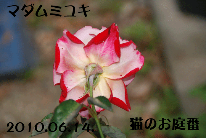 f:id:rotling:20100614090743g:image