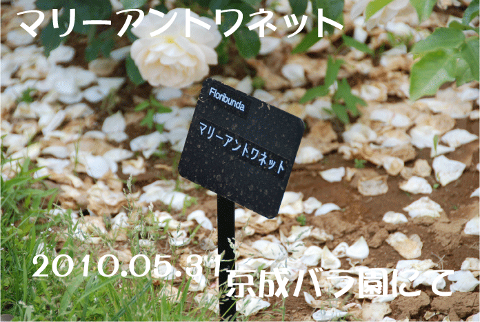 f:id:rotling:20100615122456g:image