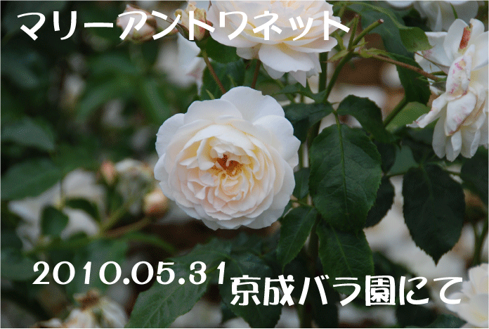 f:id:rotling:20100615122457g:image