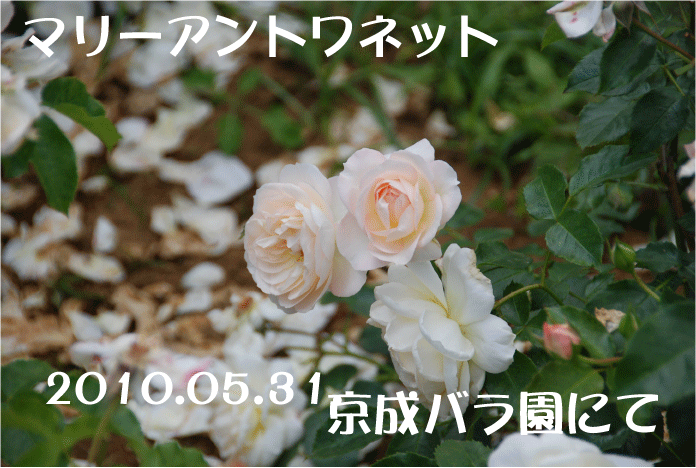 f:id:rotling:20100615122458g:image