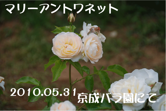 f:id:rotling:20100615122459g:image