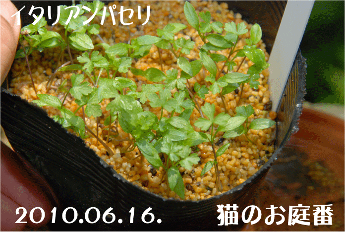 f:id:rotling:20100616130628g:image