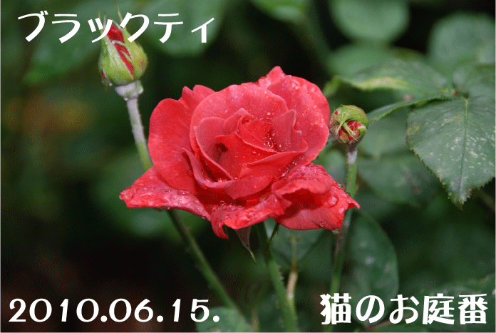 ブラックティ