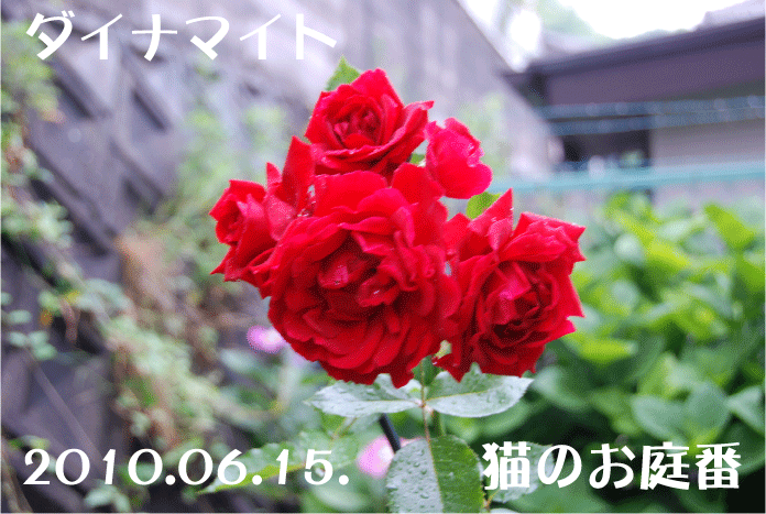 f:id:rotling:20100616201934g:image