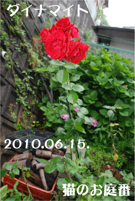 f:id:rotling:20100616201936g:image