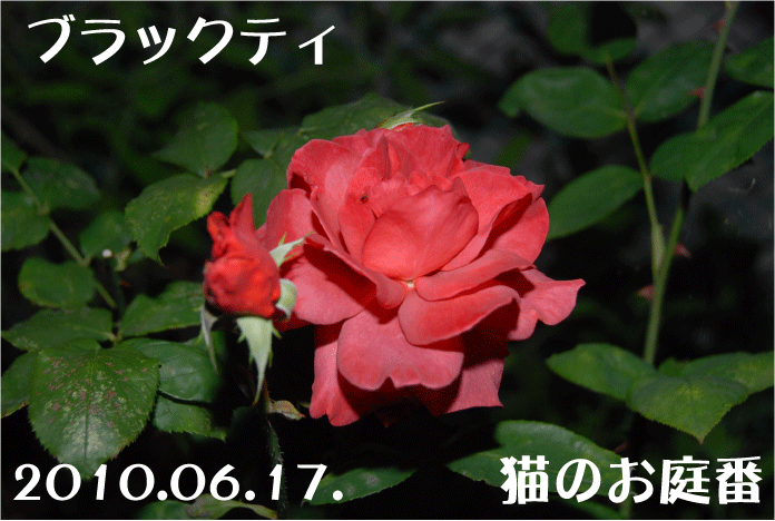 f:id:rotling:20100617231247g:image