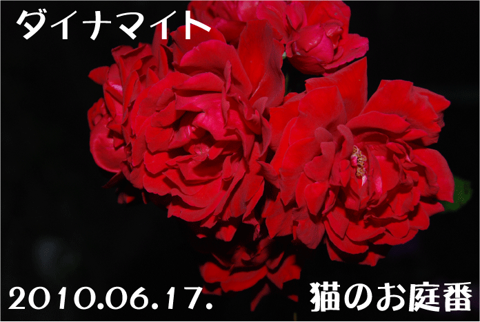 f:id:rotling:20100617231254g:image