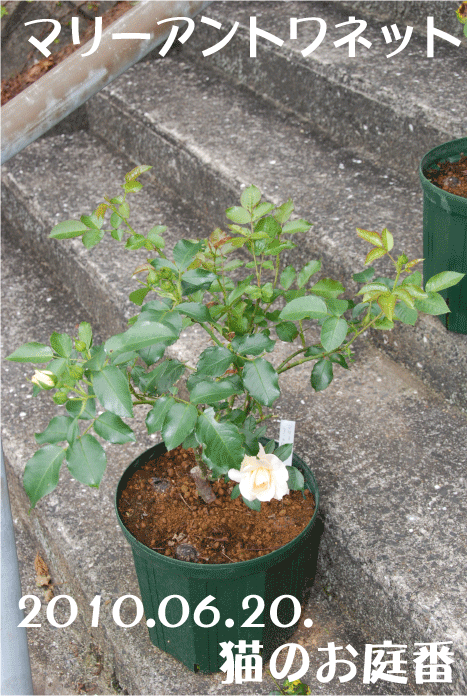 f:id:rotling:20100620152826g:image