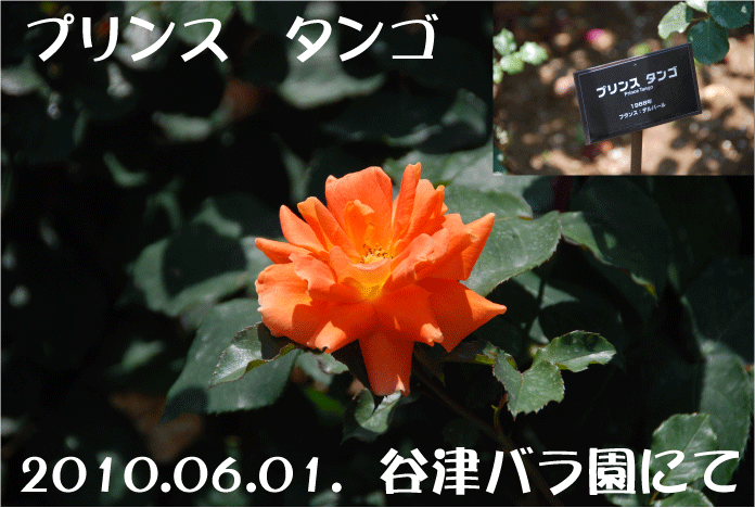 f:id:rotling:20100621095906g:image