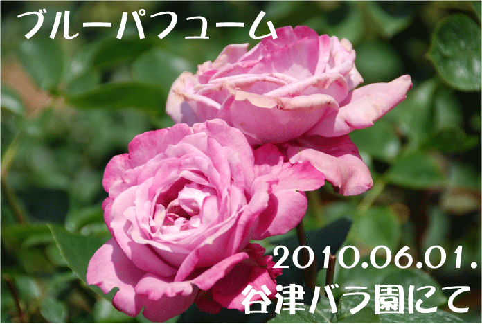 f:id:rotling:20100622095114g:image