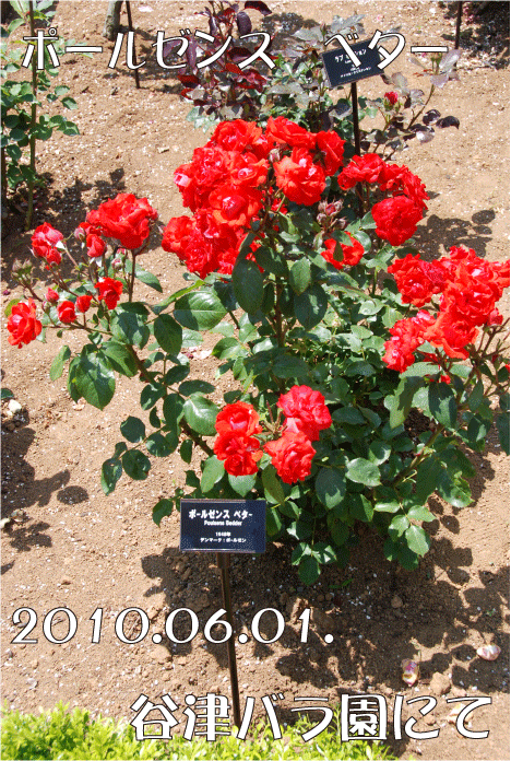 f:id:rotling:20100625022806g:image