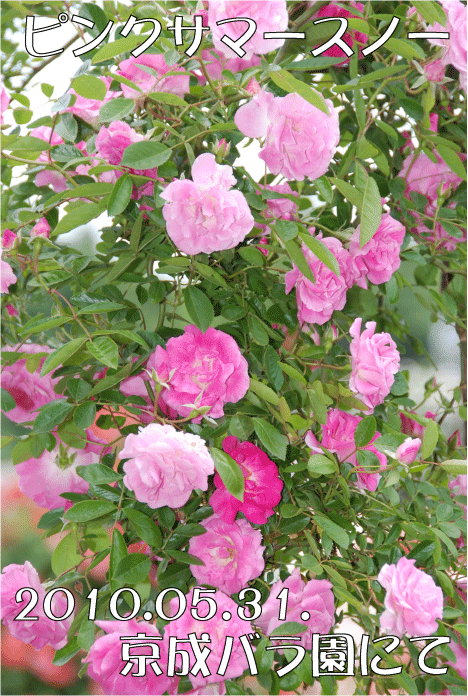 f:id:rotling:20100628131415g:image