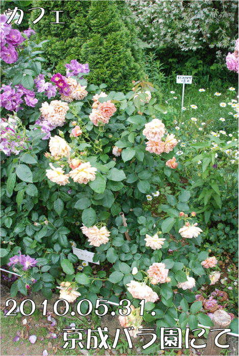 f:id:rotling:20100630132731g:image