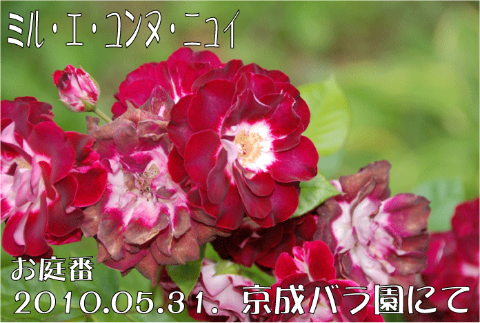 f:id:rotling:20100707172955g:image