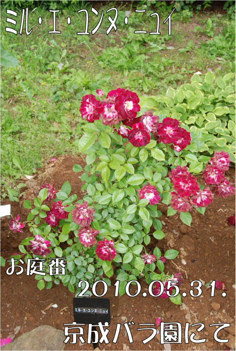 f:id:rotling:20100707172957g:image