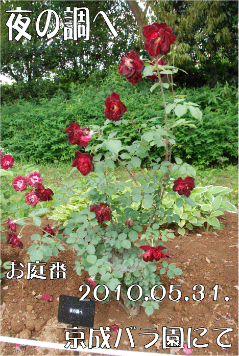 f:id:rotling:20100708130052g:image