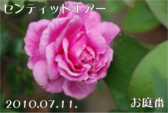 f:id:rotling:20100711165218g:image