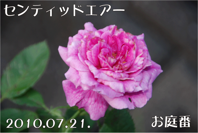 f:id:rotling:20100721073145g:image