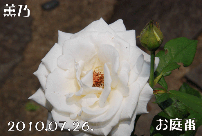 f:id:rotling:20100726134024g:image