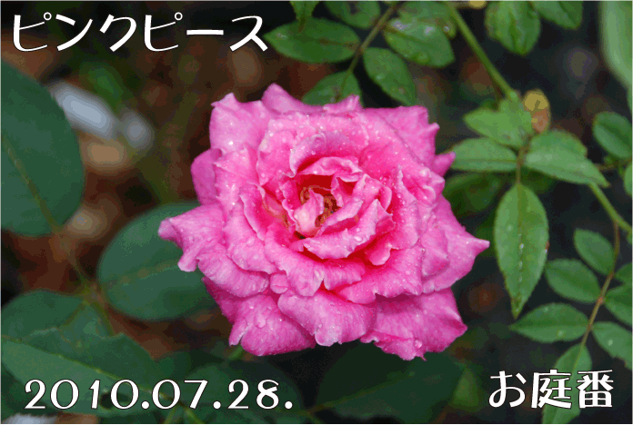 f:id:rotling:20100728180756g:image