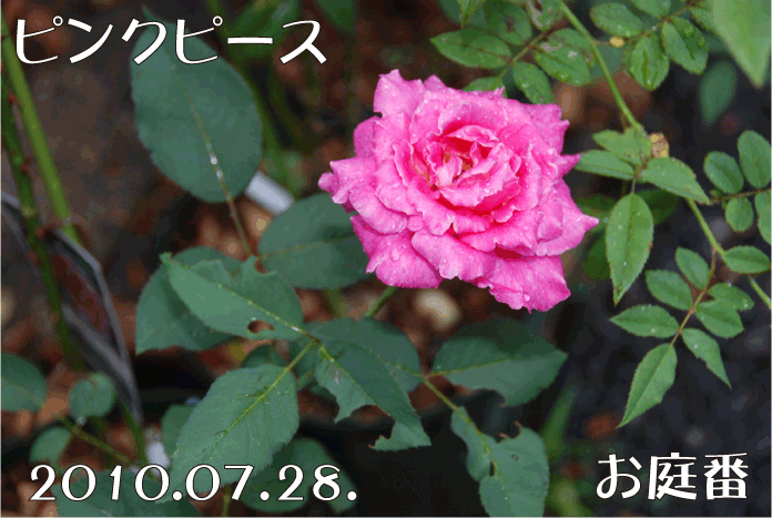 f:id:rotling:20100728180757g:image