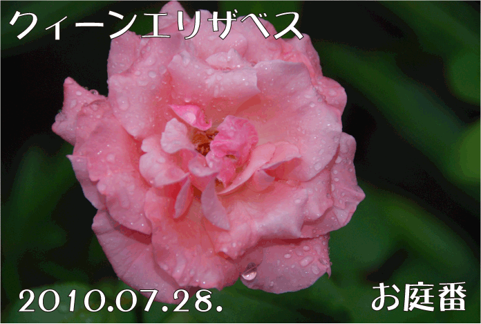 クィーンエリザベス