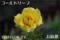 ゴールドリーフ