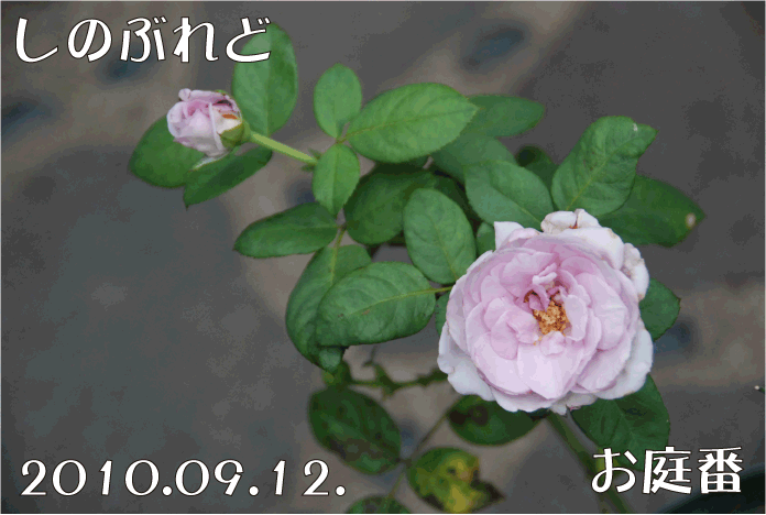 f:id:rotling:20100912182306g:image f:id:rotling:20100912182306g:image