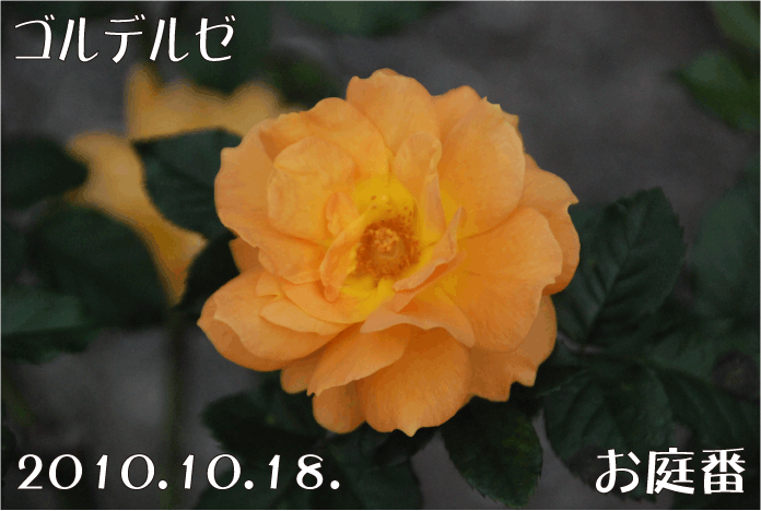 f:id:rotling:20101019003006g:image